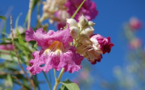 Desert Flowers
– Desert Tortoise Botanicals