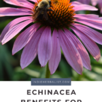 Echinacea benefits for home herbalists