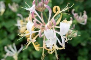 Exploring the Health Benefits of Honeysuckle...