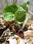 Gifts of Spring – The Herb...