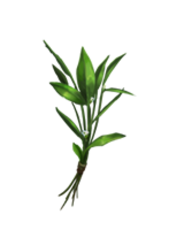 Healing Benefits of Knotgrass | Australian...
