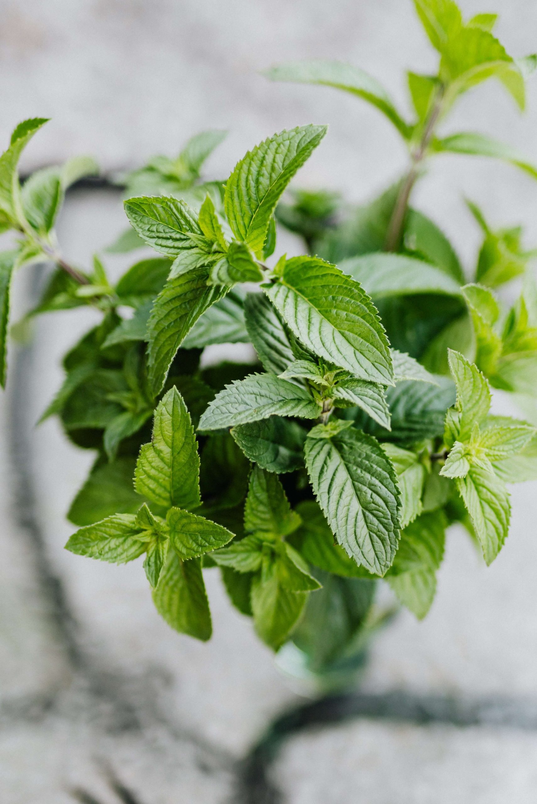 Health Benefits & Uses for Peppermint...