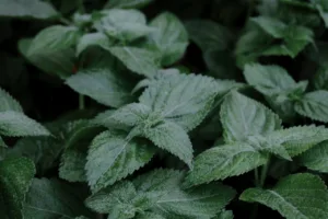 lemon balm plant