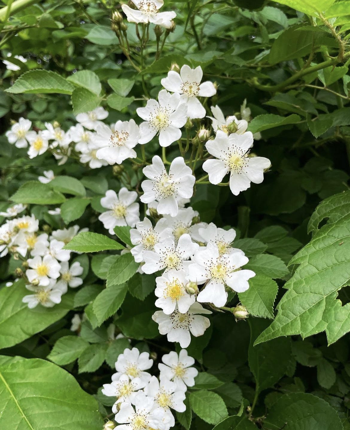 Honeyed Lemon Balm, Rose & Strawberry...
