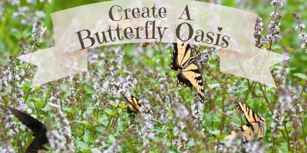 How To Build A Butterfly Oasis
