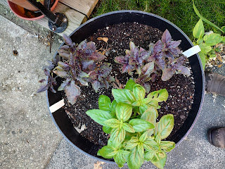 How to Grow Herbs You’ll Actually...