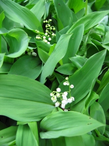 Lily of the Valley – Exquisite...