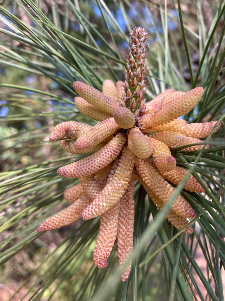 Nadi Shodhana for the Pine Pollen...