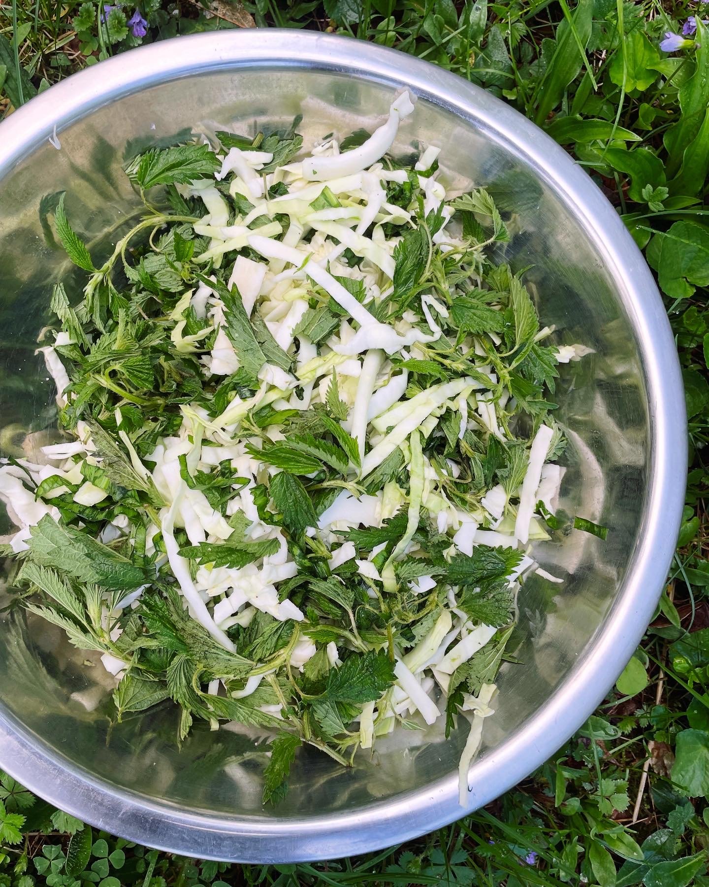 Nettles & Spring Greens Sauerkraut —...