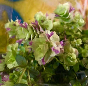 Small purple flowers and green leaves of Dittany of Crete