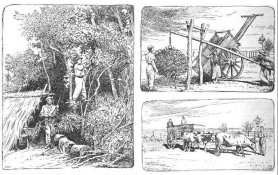 Black and white photos of gathering bitter Orange leaves in 1919. From Scientific American