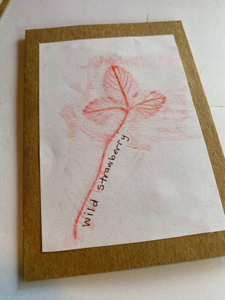 Plant Rubbing Craft Activity – Herbal...