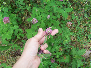 Red Clover Pancakes – Natural Remedies...