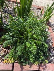 Picture of salad burnet foliage