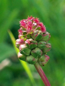 Salad Burnet – April’s Herb of...
