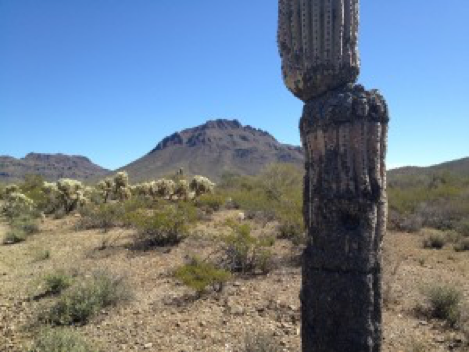 Sonoran Desert
– Desert Tortoise Botanicals