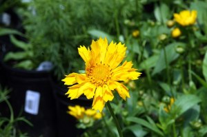 The National Herb Garden Rocks! –...