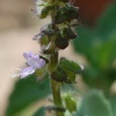 Tulsi-Holy Basil
– Desert Tortoise Botanicals