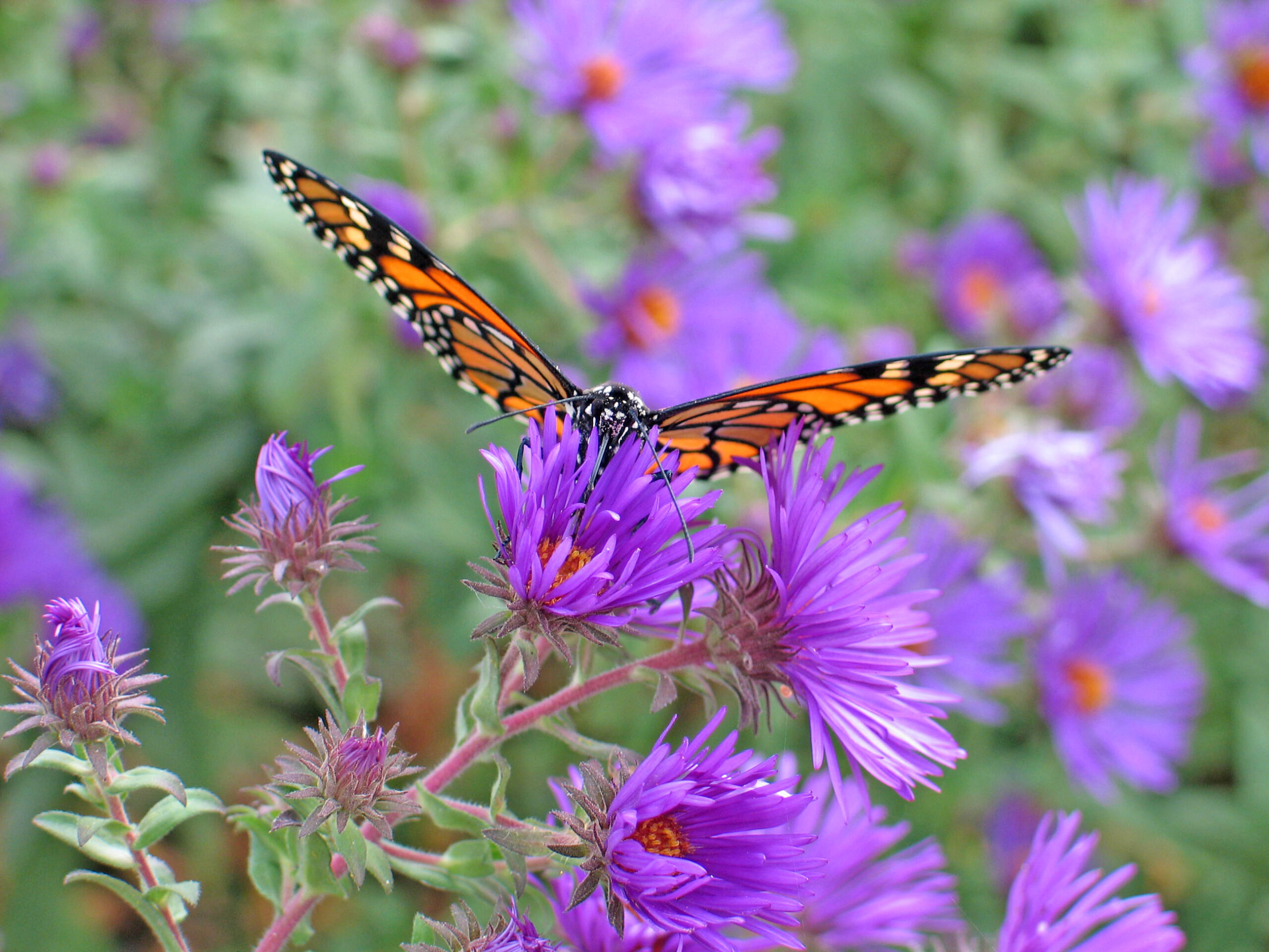 What makes Asters unique? – The...