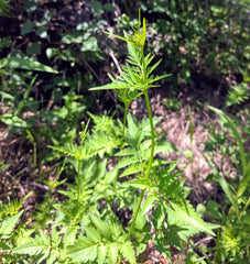 Which herbs are effective against Salmonella
–...