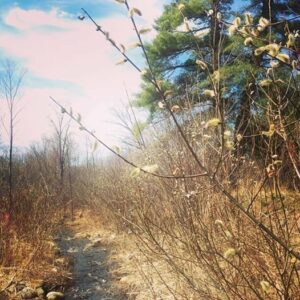 Willow, Wild Cherry, Sweet Birch, Sugar...