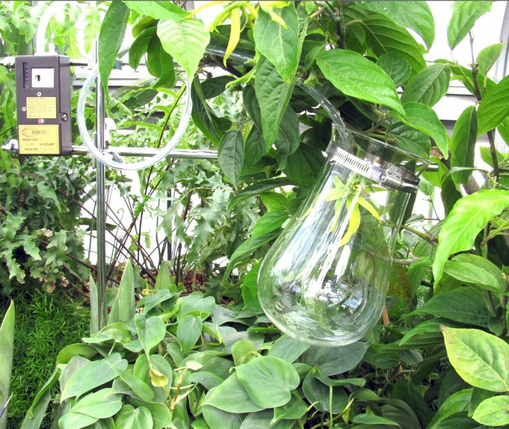 showing Ylang-Ylang plant and headspace technology